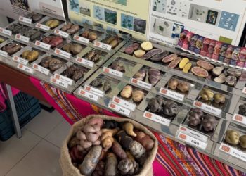 ST. KITTS AND NEVIS TO PARTNER WITH CIP AND CARDI TO DEVELOP DISEASE-FREE SWEET POTATO NURSERIES AND THE INTRODUCTION OF NEW VARIETIES