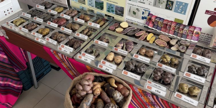 ST. KITTS AND NEVIS TO PARTNER WITH CIP AND CARDI TO DEVELOP DISEASE-FREE SWEET POTATO NURSERIES AND THE INTRODUCTION OF NEW VARIETIES