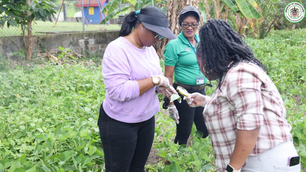 ST. KITTS DEPARTMENT OF AGRICULTURE ESTABLISHES CRISIS RESPONSE TEAM TO ADDRESS INVASIVE BLACK BEAN BUG