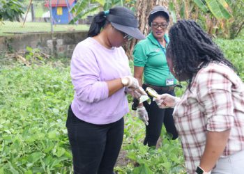 ST. KITTS DEPARTMENT OF AGRICULTURE ESTABLISHES CRISIS RESPONSE TEAM TO ADDRESS INVASIVE BLACK BEAN BUG