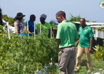ST. KITTS SEES SIGNIFICANT INCREASE IN CROP PRODUCTION FOR YEAR 2024 THANKS TO GOVERNEMENT’S DROUGHT RESISTANT TECHNOLOGY INVESTMENT