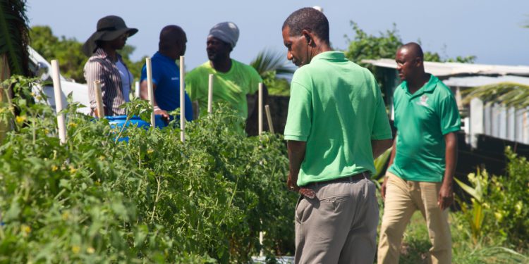ST. KITTS SEES SIGNIFICANT INCREASE IN CROP PRODUCTION FOR YEAR 2024 THANKS TO GOVERNEMENT’S DROUGHT RESISTANT TECHNOLOGY INVESTMENT