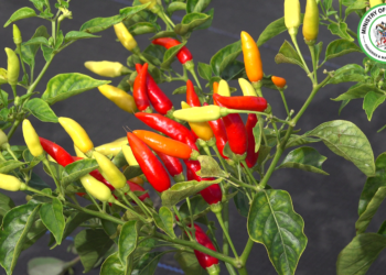 TABASCO PEPPER INITIATIVE REFLECTS GOVERNMENT’S PROACTIVE STRATEGY TO DIVERSIFY AGRICULTURE AS PROJECT MOVES TO NEXT PHASE