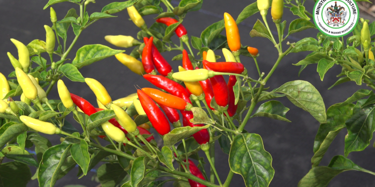 TABASCO PEPPER INITIATIVE REFLECTS GOVERNMENT’S PROACTIVE STRATEGY TO DIVERSIFY AGRICULTURE AS PROJECT MOVES TO NEXT PHASE