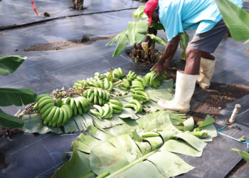 DEPARTMENT OF AGRICULTURE STRENGTHENS BANANA INDUSTRY WITH PROCESSING AND HARVESTING TRAINING