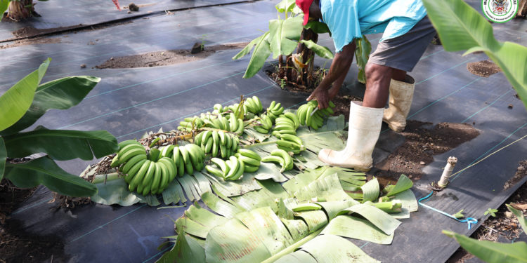 DEPARTMENT OF AGRICULTURE STRENGTHENS BANANA INDUSTRY WITH PROCESSING AND HARVESTING TRAINING