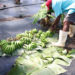 DEPARTMENT OF AGRICULTURE STRENGTHENS BANANA INDUSTRY WITH PROCESSING AND HARVESTING TRAINING