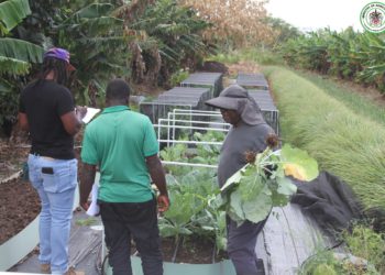 WHO WILL BE CROP FARMER OF THE YEAR? ANNUAL FARM JUDGING UNDERWAY IN ST. KITTS