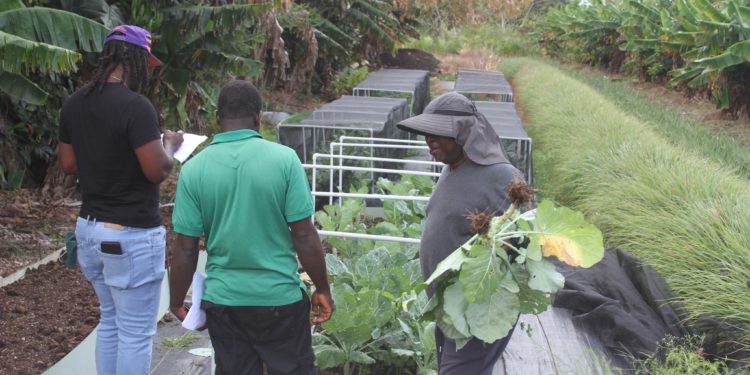 WHO WILL BE CROP FARMER OF THE YEAR? ANNUAL FARM JUDGING UNDERWAY IN ST. KITTS