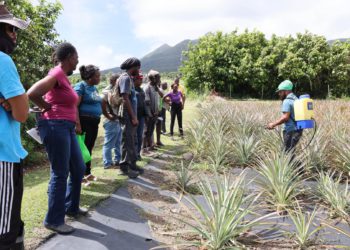 GOVERNMENT’S TECHNICAL ASSISTANCE EMPOWERS FARMERS TO BOOST PINEAPPLE PRODUCTION IN ST. KITTS