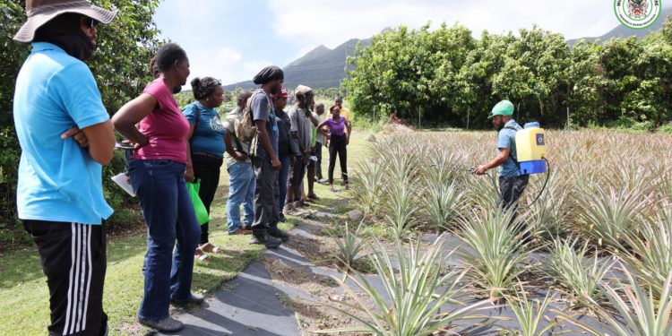 GOVERNMENT’S TECHNICAL ASSISTANCE EMPOWERS FARMERS TO BOOST PINEAPPLE PRODUCTION IN ST. KITTS