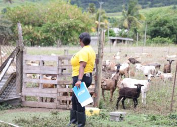 LIVESTOCK JUDGING COMPETITION UNDERWAY AHEAD OF 2025 WORLD FOOD DAY CELEBRATIONS IN ST. KITTS