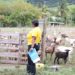 LIVESTOCK JUDGING COMPETITION UNDERWAY AHEAD OF 2025 WORLD FOOD DAY CELEBRATIONS IN ST. KITTS