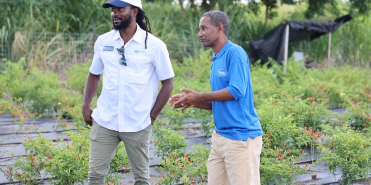ST. KITTS DEPARTMENT OF AGRICULTURE PROMOTES ECO-FRIENDLY FARMING SOLUTIONS AT FIELD SEMINAR