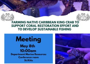 ST. KITTS TO HOST MEETING ON KING CRAB FARMING FOR CORAL RESTORATION AND SUSTAINABLE FISHING