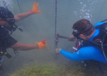ST. KITTS AND NEVIS LAUNCHES GROUNDBREAKING KING CRAB FARMING INITIATIVE FOR CORAL REEF RESTORATION AND SUSTAINABLE LIVELIHOODS