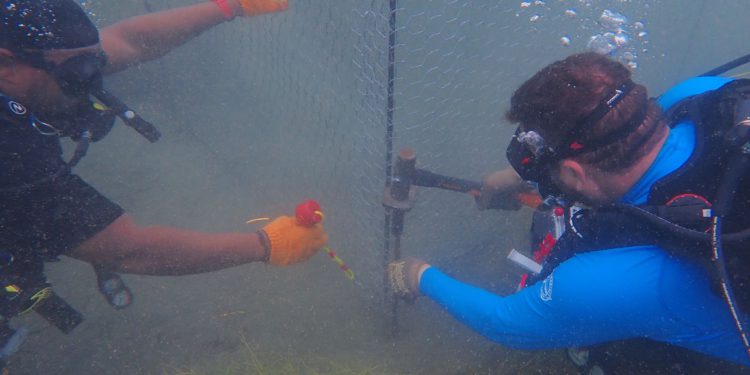 ST. KITTS AND NEVIS LAUNCHES GROUNDBREAKING KING CRAB FARMING INITIATIVE FOR CORAL REEF RESTORATION AND SUSTAINABLE LIVELIHOODS